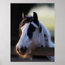 Suche nach sinti und roma vanner poster Rasse