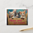 Suche nach spender postkarten Katze