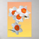 Recherche de amaryllis poster Blanc