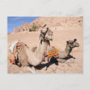 Recherche de chameau photographie Égypte