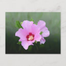 Recherche de fleurs lavande cartes postales Joli