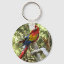 Suche nach parrot schlüsselanhänger Vogelvogel