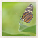 Suche nach wirbellos untersetzer Natur