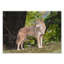 Recherche de coyote photographie Faune