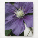Suche nach clematis Fotografie
