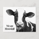 Recherche de vache laitière invitations Laitier