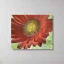 Suche nach roter gerbera Leinwand