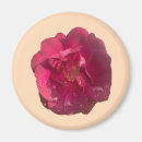Suche nach tröpfchen magnete Rose