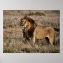 Suche nach afrikanische löwen poster Safari