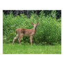 Suche nach hufe poster Natur
