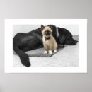 Suche nach mit augen hund poster Katze