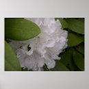Suche nach rhododendron poster Frühling