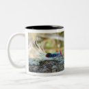 Recherche de cigale tasses Insecte
