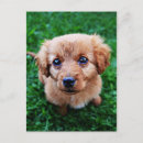 Recherche de marionnettes cartes postales Chiot