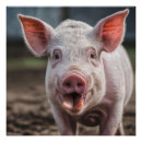 Suche nach säen poster Schwein