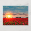 Recherche de coquelicots cartes postales Pavots