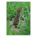 Suche nach grundeichhörnchen Natur