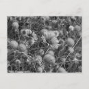 Suche nach wilder blumen postkarten Wildblumen