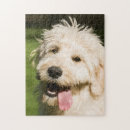 Recherche de goldendoodle puzzles Mixer race