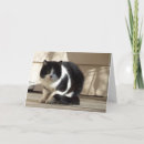 Recherche de blanc chat anniversaire cartes Animal