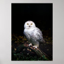 Recherche de hibou neigeux posters Animal