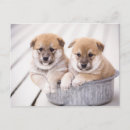 Suche nach shiba inu welpe poster Horizontal