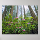 Suche nach redwood poster Landscape