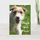 Recherche de jack russel vœux cartes Dog