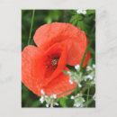Suche nach mohnblumen postkarten Sommer