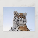 Suche nach tigr Natur