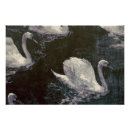 Recherche de lac cygne posters Cygnes blancs