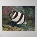 Suche nach roatan poster Karibisch
