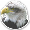 Suche nach weißkopfseeadler aufkleber Usa