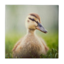 Suche nach stockente fliesen Vogel