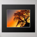 Suche nach kirschbaum poster Kirschblüte