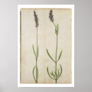 Recherche de moyne posters Botanique