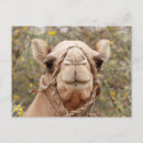 Recherche de camel cartes postales Animal