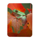 Recherche de grenouille verte magnets Animal