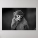 Suche nach schwarzer affe poster Affen