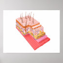 Suche nach menschliche haut poster Digital generiertes bild