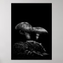 Suche nach toadstools poster Makro