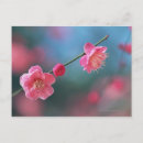 Suche nach pflaume postkarten Rosa