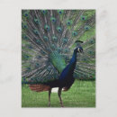 Suche nach schwanz federn postkarten Pfau