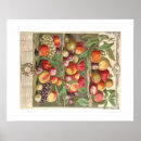 Suche nach zwölf monate poster Obst
