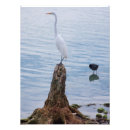 Suche nach perch poster Vogelvogel
