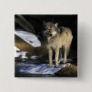 Recherche de canis badges Prédateur