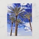 Recherche de palmier cartes postales Floride