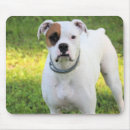 Recherche de boxer tapis souris Canine