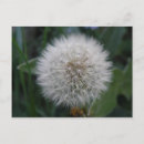 Suche nach dandelions postkarten Pflanze