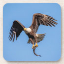 Recherche de aigle dessous de verres Aigle à tête blanche